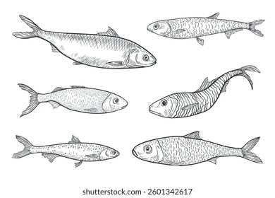 Sardine black white ink vector sketch. Monochrome fish set illustration as sprat, herring, and anchovy by engraving hand drawn. Variety Sea fishes ink drawing for logos, packaging, and marine design.