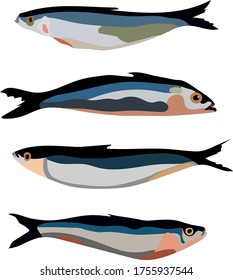 Sardine commercial sea fish from Kamchatka caught by sailors vector image illustration