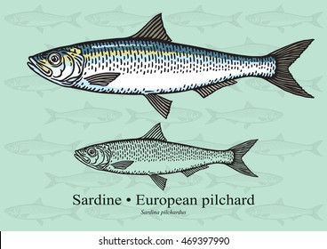 Sardine (European pilchard). Vector illustration with refined details and optimized stroke that allows the image to be used in small sizes (in packaging design, decoration, educational graphics, etc.)