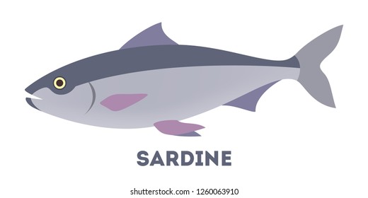 Sardine fish from the ocean or sea. Idea of fishing and seafood. Marine industry. Flat vector illustration