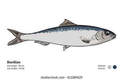 Sardine fish vector illustration