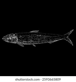 Sardine hand drawing. Vector illustration isolated on black background.