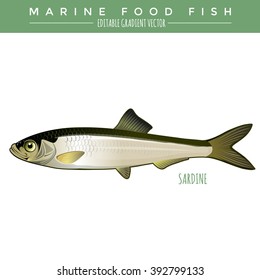 Sardine. Marine Food Fish