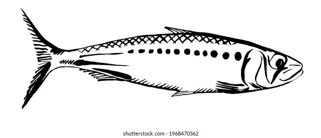 Sardine. Simple vector illustration of a fish. Hand drawn ink sketch.