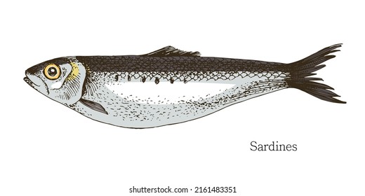 Sardines fish hand drawn realistic illustration