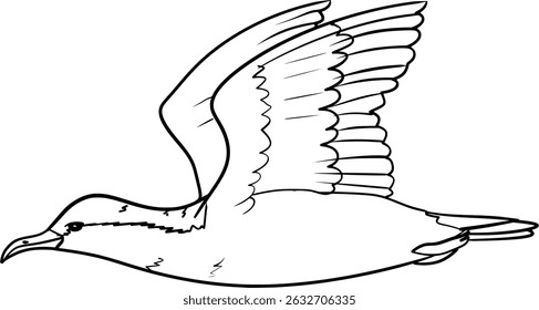 Sargasso shearwater Vector Bird line art outline Illustration