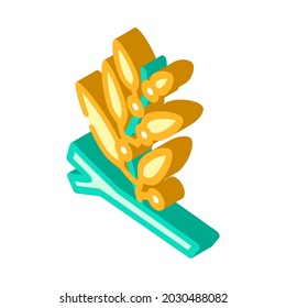 sargassum seaweed isometric icon vector. sargassum seaweed sign. isolated symbol illustration