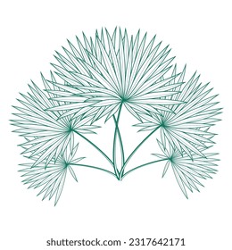 Saribus rotundifolius palm leaf vector design template