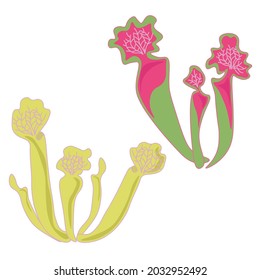 Sarracenia carnivorous plant with modified leaves, set of two bunches with green-pink leaves vector illustration