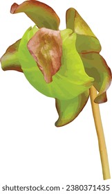 Sarracenia purpurea (Purple Pitcher Plant) Native North American Wetland Wildflower