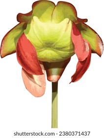 Sarracenia purpurea (Purple Pitcher Plant) Native North American Wetland Wildflower