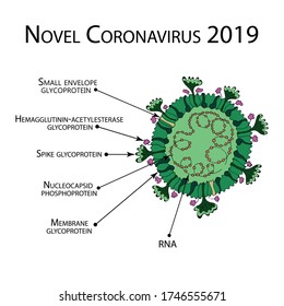 SARS coronavirus schematic diagram vector. SARS virus cell microorganism infographic. Novel Coronavirus 2019. 2019-nCoV