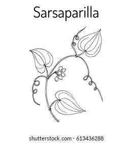 Sarsaparilla (Smilax ornata), trailing vine with prickly stem, medicinal plant. Hand drawn botanical vector illustration