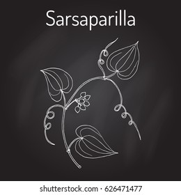 Sarsaparilla (Smilax ornata), trailing vine with prickly stem, medicinal plant. Hand drawn botanical vector illustration