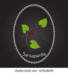 Sarsaparilla (Smilax ornata), trailing vine with prickly stem, medicinal plant. Hand drawn botanical vector illustration