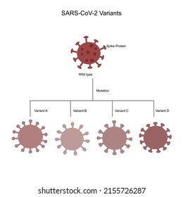 The SARS-CoV-2 Variant A, B, C and D that mutated from Wild type variant. The most important of mutant site is spike (S) protein.