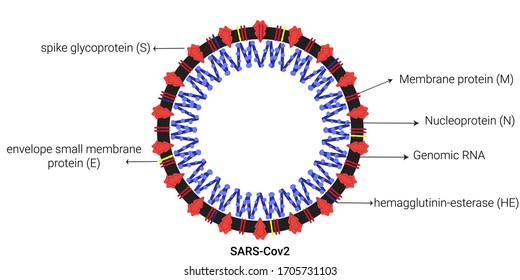 SARS-Cov2 Virus Infographics Design.Virus Illustration.Structure Of Corona Virus.