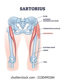 Sartorius muscle description with medical bones structure outline diagram. Labeled educational and anatomical scheme with skeletal physiology and muscular location in human leg vector illustration.