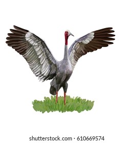Sarus Crane bird spread the wings on green grass,vector illustration painting style
