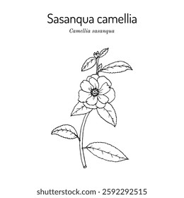 Sasanqua camellia (Camellia sasanqua), edible and medicinal plant. Hand drawn botanical vector illustration