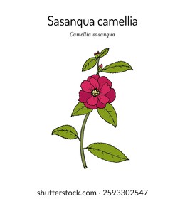 Sasanqua camellia (Camellia sasanqua), edible and medicinal plant. Hand drawn botanical vector illustration