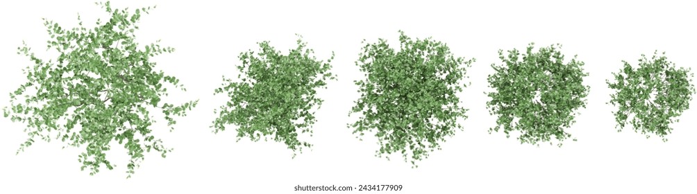 Sasanqua camellia trees collection of top view isolated on transparent background