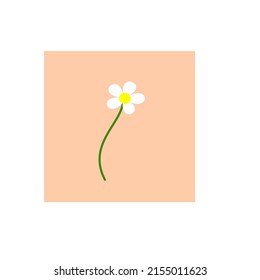 Sasha daisy flower for children's book or background