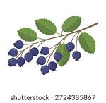 Saskatoon Berry Vector Illustration. Fresh Fruit Cluster with Leaves Isolated. Also known as Serviceberry or Juneberry
