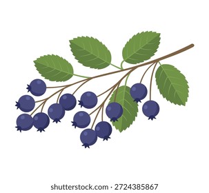 Saskatoon Berry Vector Illustration. Fresh Fruit Cluster with Leaves Isolated. Also known as Serviceberry or Juneberry