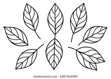 Sassafras Leaf line art exploring simplicity in sassafras leaf patterns