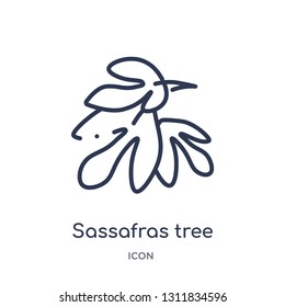 sassafras tree icon from nature outline collection. Thin line sassafras tree icon isolated on white background.