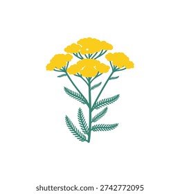 Sassy Summer Yarrow Icon with Bright Yellow Umbels and Blue-Green Leaves, Botanical Vector