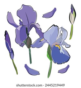 El asiento de las flores de iris. Dibujado a mano. Hierba y iris. Verde, azul, púrpura. Estampado decorativo floral de verano. Adecuado para patrones, postales