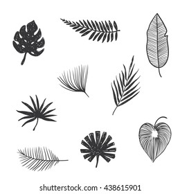 sat tropical leaves. hand draw