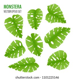 Sat of various monstera leaves isolaited on white background. Tropical leaves vector collection. Vector illustration for your graphic design.