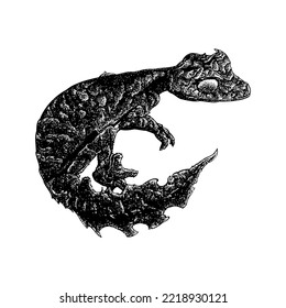 Satanic leaf-tailed gecko hand drawing. Vector illustration isolated on white background.