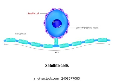 Escándalo de célula satelital. Células biliares (neuroglia). Sistema nervioso central.