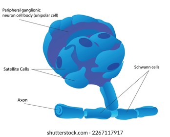 Satellite cells are found in sensory and autonomic ganglia, where they surround the cell bodies of neurons, The second type of glial cell is the Schwann cell.