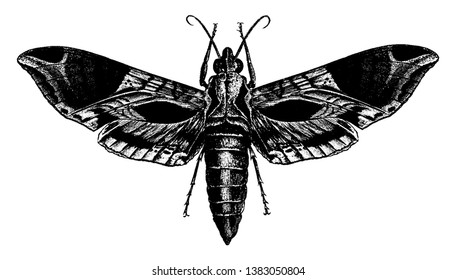 Satellite Sphinx Moth is a large and handsome hawk moth whose larva feeds upon the vine, vintage line drawing or engraving illustration.