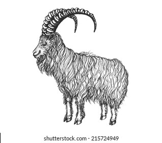 Satisfied goat look into the distance. He has big horns and long hair. Vector illustration.