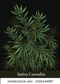 Sativa cannabis by hand drawing.Cannabis tree vector graphics design art highly detailed in line art style.