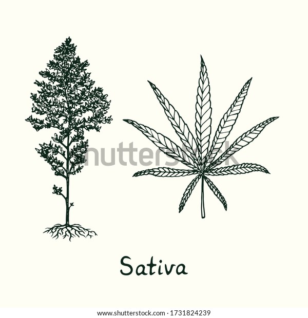 Sativa Cannabis Plant Leaf Isolated Outline Stok Vektör (Telifsiz) 17318242...