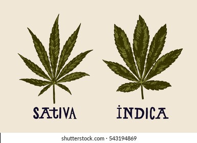 sativa and indica marijuana leaves vintage drawing.