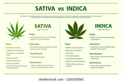 Sativa vs Indica horizontal infographic illustration about cannabis as herbal alternative medicine and chemical therapy, healthcare and medical science vector.