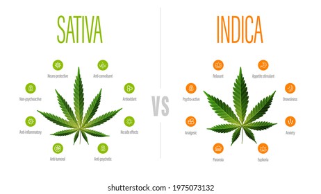 Sativa vs indica, white information poster with difference of indica and sativa