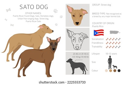 Sato dog clipart. All coat colors set.  All dog breeds characteristics infographic. Vector illustration