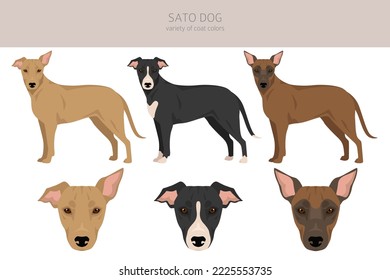 Sato dog clipart. All coat colors set.  All dog breeds characteristics infographic. Vector illustration