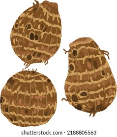 Satoimo is a member of the taro family native to Southeast Asia. It is common in Japan as an ingredient in simmered dishes.