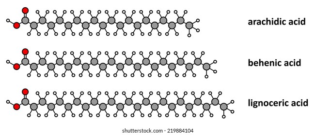 Saturated fatty acids: arachidic, behenic and lignoceric acid. Long chain saturated fatty acids. Stylized 2D renderings.