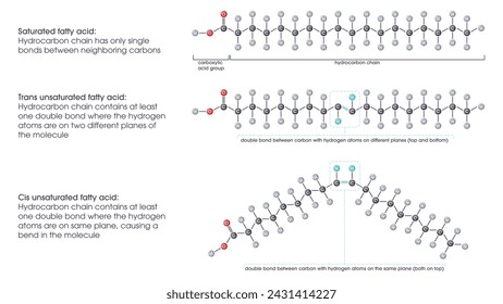 Saturated versus unsaturated fatty acids vector illustration scientific graphic diagram